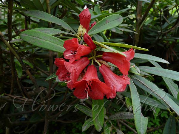 Tawang Rhododendron