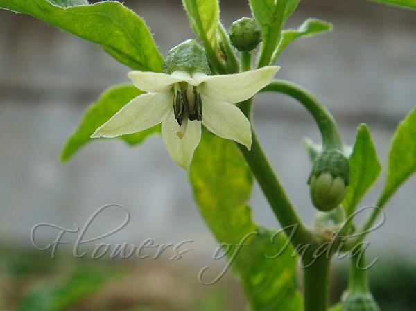 Tezpur Chilli