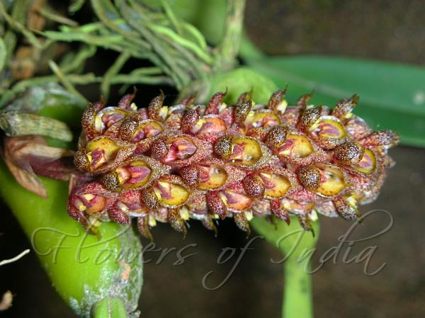 Thick Spurred Bulb-Leaf Orchid