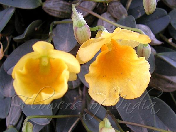 Thick-Leaf Dendrobium