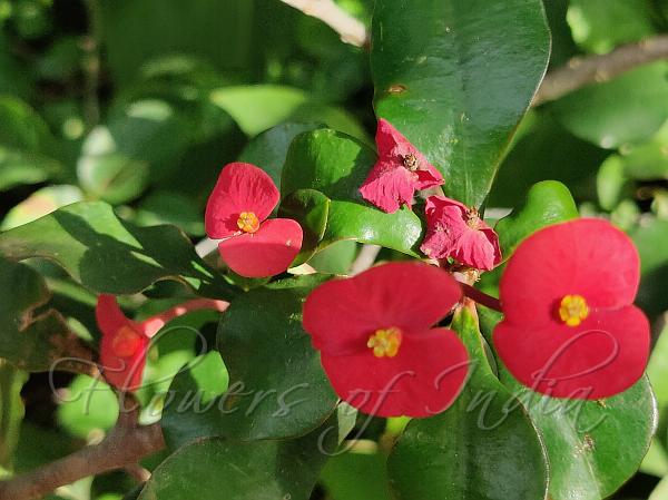 Thornless Crown of Thorns