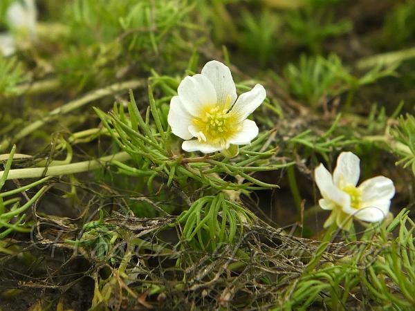 Thread-Leaf Buttercup