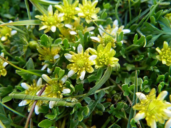 Three-Finger Buttercup