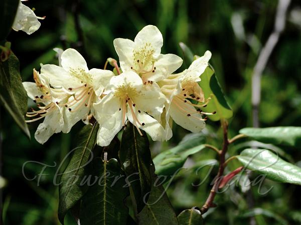 Three-Flowered Rhododendron