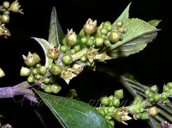 Three-Lobed Buckthorn