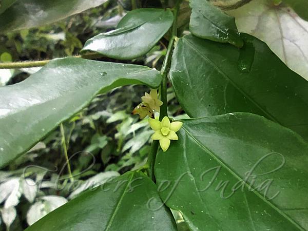 Three-Nerved Leaf-Flower