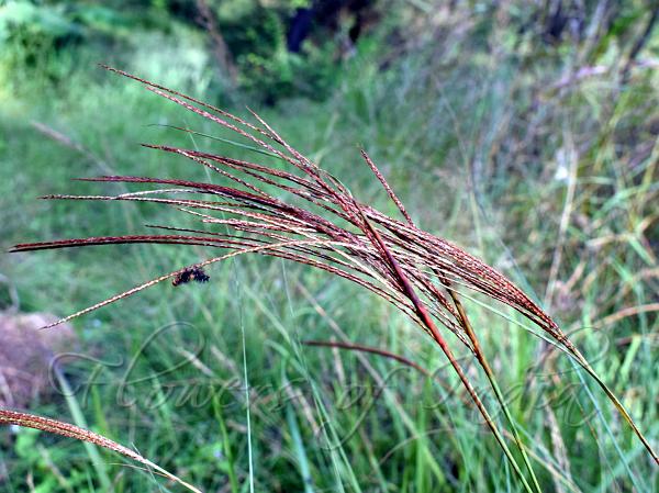Three-Spike Silvergrass