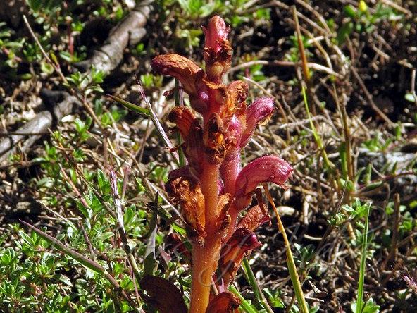 Thyme Broomrape