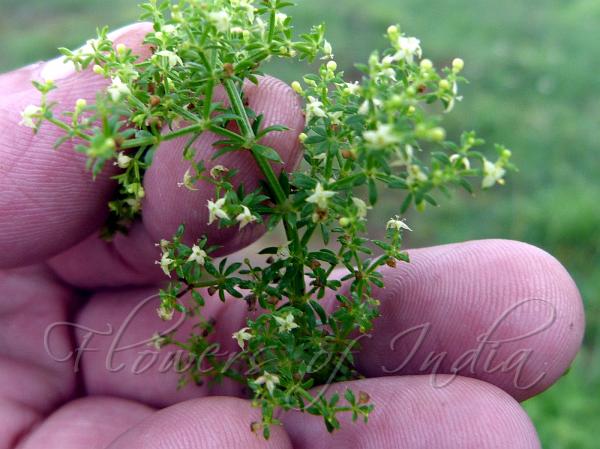 Tiny Bedstraw