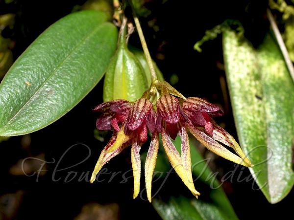 Tiny Bulb-Leaf Orchid