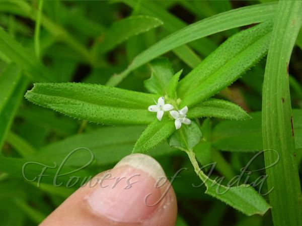 Tiny Buttonweed