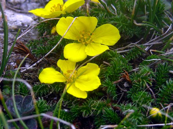 Tiny Leaved Cinquefoil