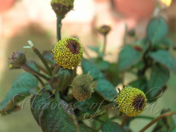 Toothache Plant