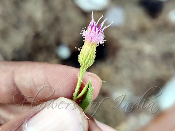 Toothed Camphor-Weed