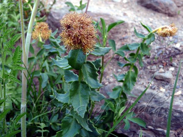 Toothed Rhodiola