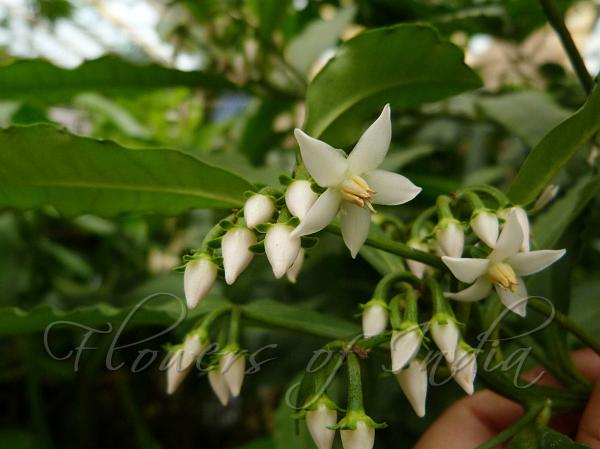 Toothed-Leaf Coral Berry
