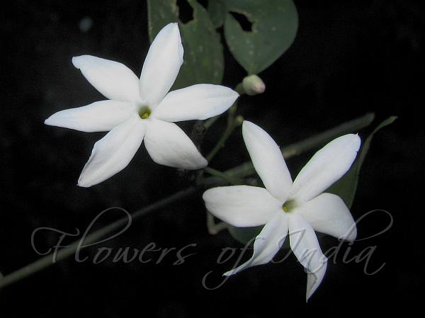 Travancore Jasmine