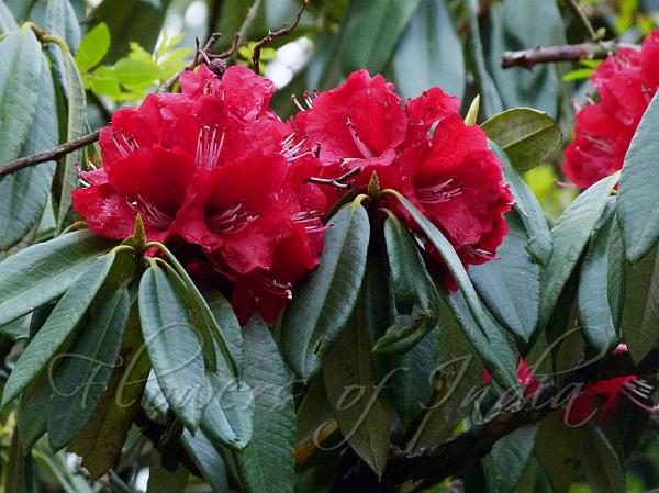 شجرة الزهور Tree Rhododendron