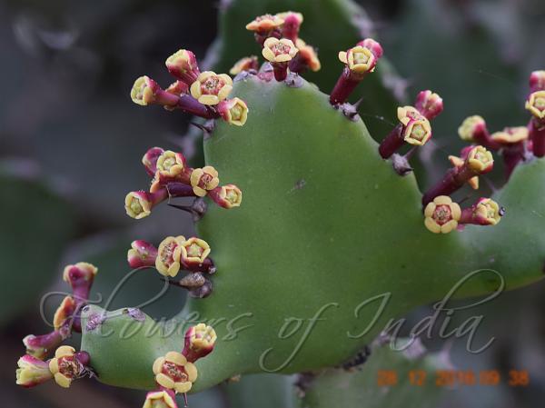 Triangular Spurge