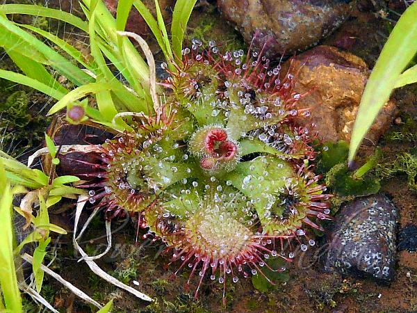 Tropical Sundew