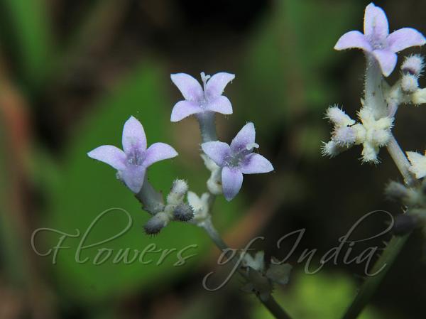 Tubeflower Starviolet