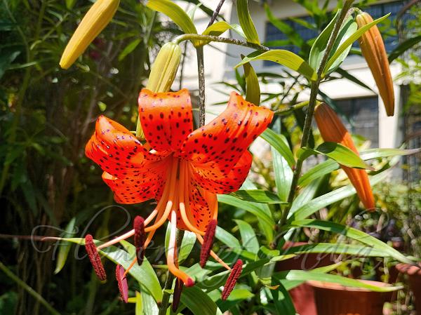 Turk's Cap Lily