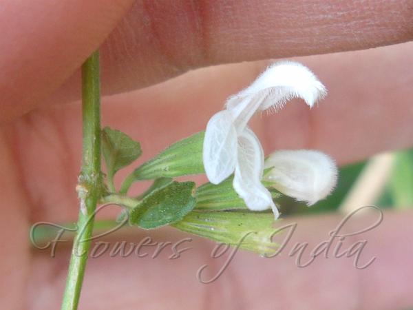 Twinflower Slitwort