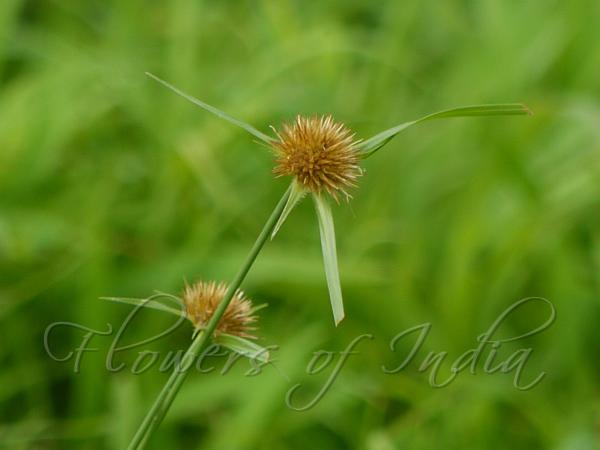 Two-Color Beak-Sedge