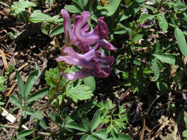 Two-Leaved Corydalis