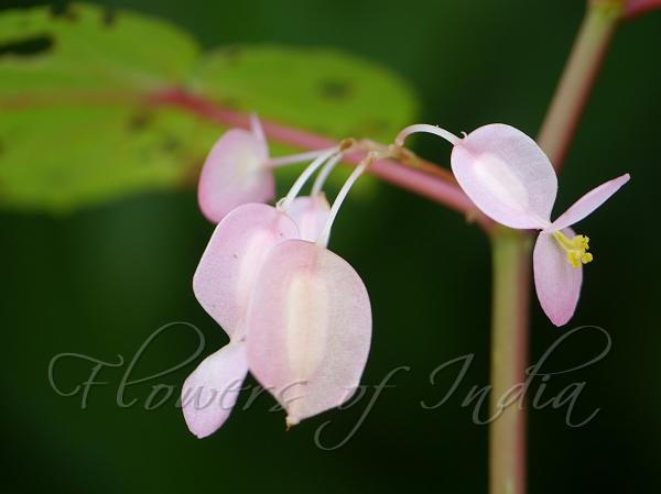 Two-Petal Begonia