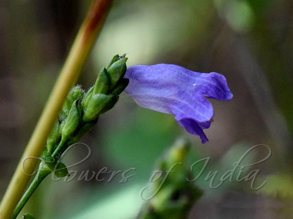 Two-Stamen Coneflower