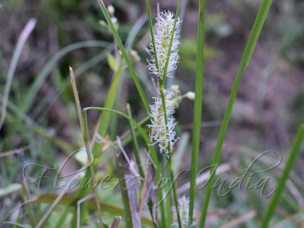 Valerian Sedge