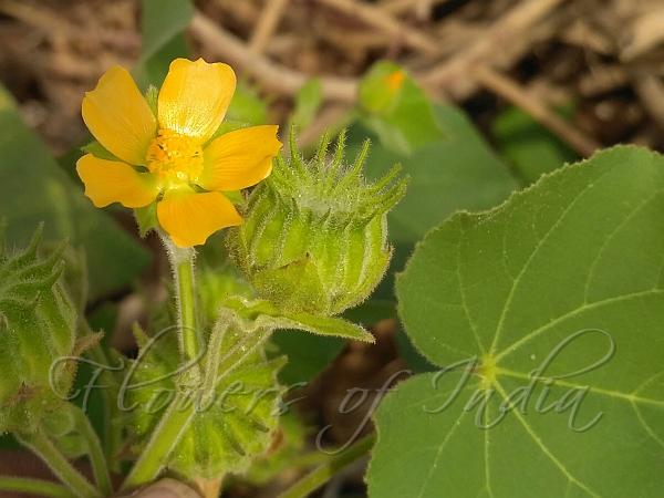 Velvet-Leaf Buttonweed