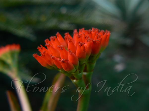 Viguier's Spurge