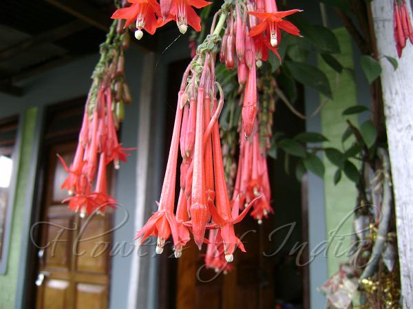 Vine Fuchsia