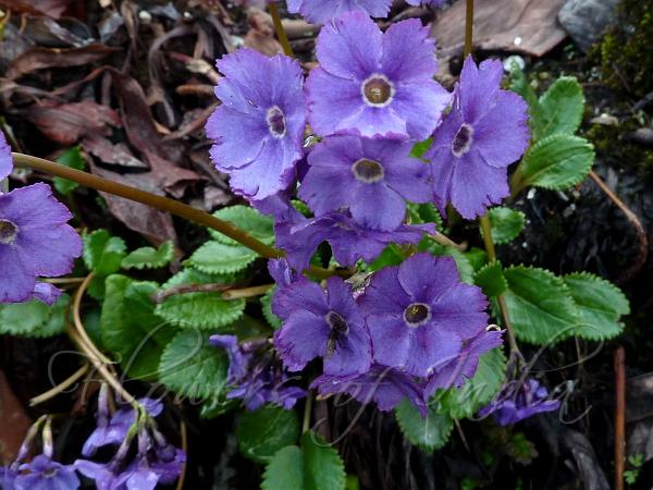 Violet East-Himalayan Primrose