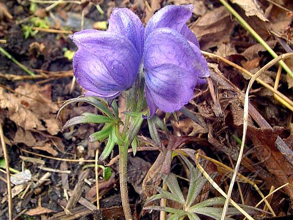 Violet Monkshood
