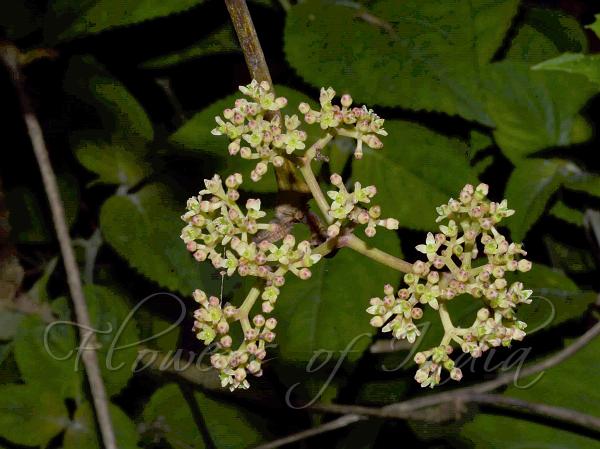 Warty Chestnut Vine