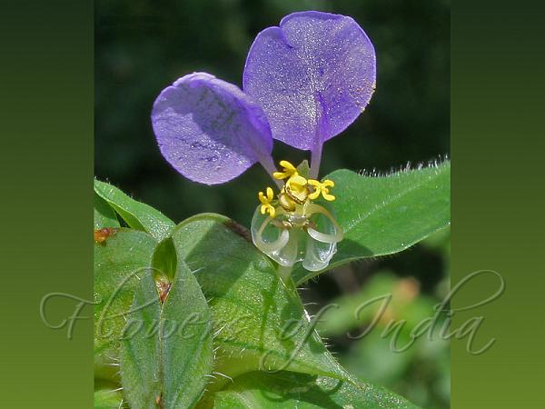 Wavy-Leaf Dayflower