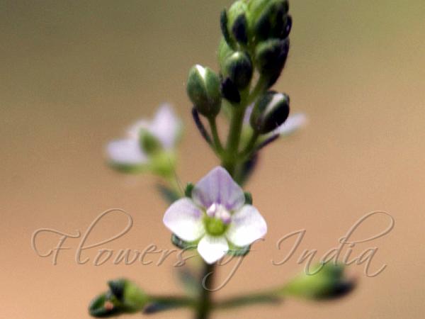 Wavy-Leaf Speedwell