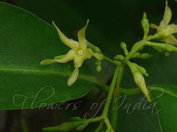 Wax Leaved Climber