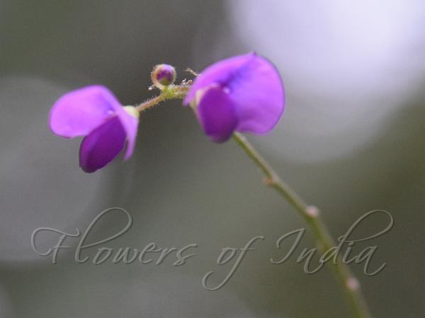 Wayanad Desmodium