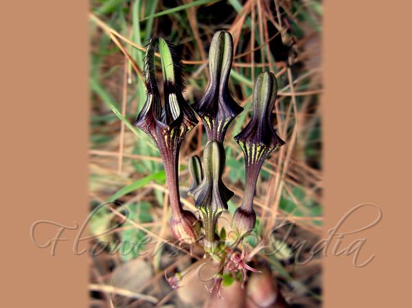 West-Himalayan Ceropegia