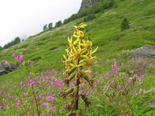 West-Himalayan Ligularia