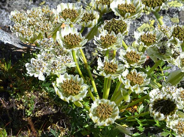 West-Himalayan Paper Cup Flower