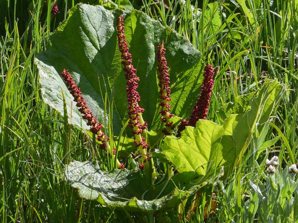 West-Himalayan Rhubarb