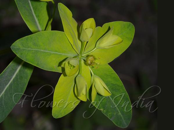 West-Himalayan Spurge