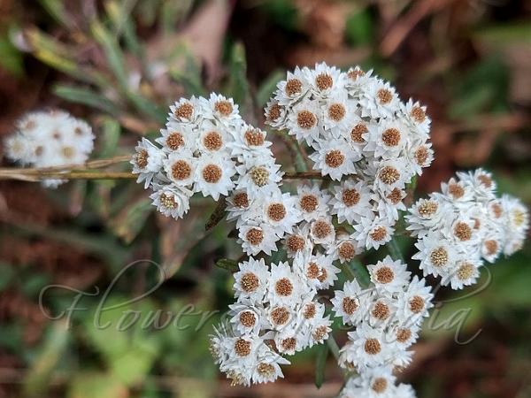 Western Pearly Everlasting