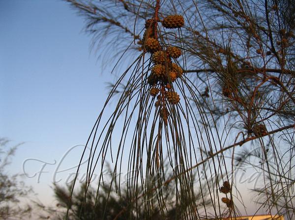 Casuarina Equisetifolia Whistling Pine
