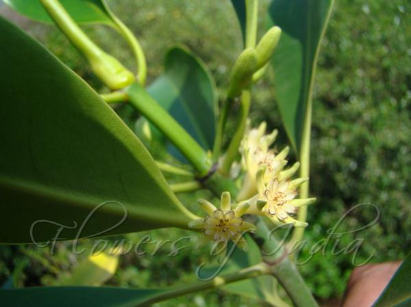 White Burma Mangrove